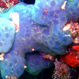 Coral Reef Coral Reef