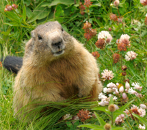 Wildlife Natural Habitat Wildlife Natural Habitat